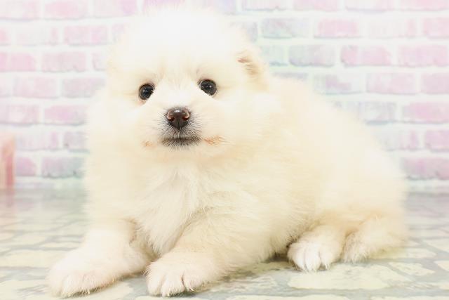 神奈川県のポメラニアン (Coo&RIKU相模原店/2026年5月23日生まれ/女の子/クリーム)の子犬の2枚目の画像