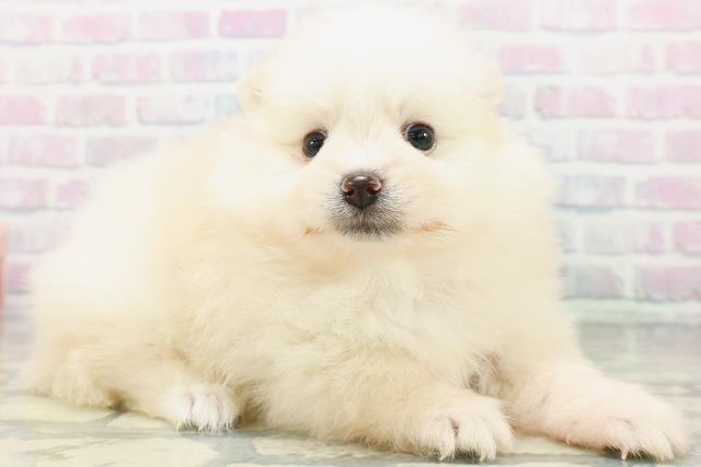 神奈川県のポメラニアン (Coo&RIKU相模原店/2026年5月23日生まれ/女の子/クリーム)の子犬の3枚目の画像