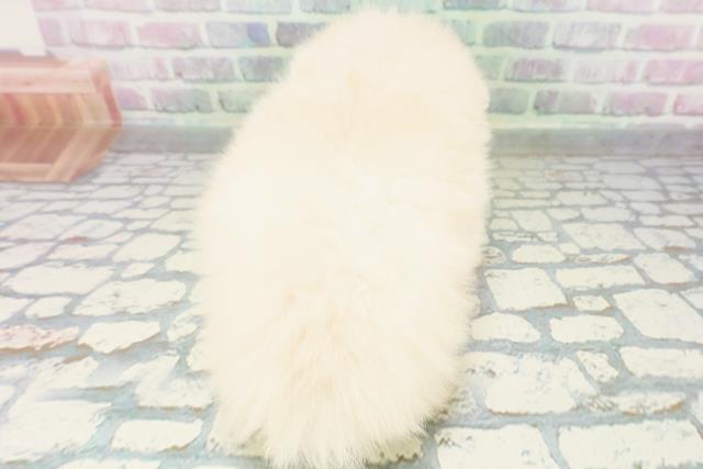 神奈川県のポメラニアン (Coo&RIKU相模原店/2026年5月23日生まれ/女の子/クリーム)の子犬の4枚目の画像