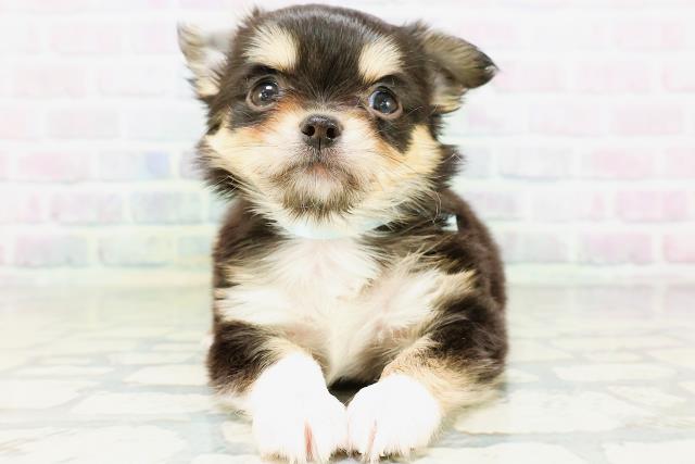 埼玉県のチワワ(ロング) (Coo&RIKU大宮店/2026年5月24日生まれ/男の子/ブラックタンホワイト)の子犬の1枚目の画像