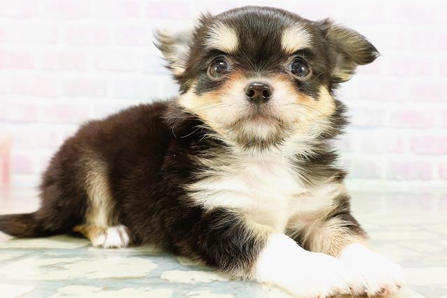 埼玉県のチワワ(ロング) (Coo&RIKU大宮店/2026年5月24日生まれ/男の子/ブラックタンホワイト)の子犬の3枚目の画像