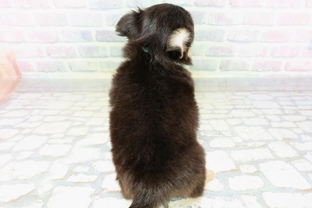 埼玉県のチワワ(ロング) (Coo&RIKU大宮店/2026年5月24日生まれ/男の子/ブラックタンホワイト)の子犬の4枚目の画像