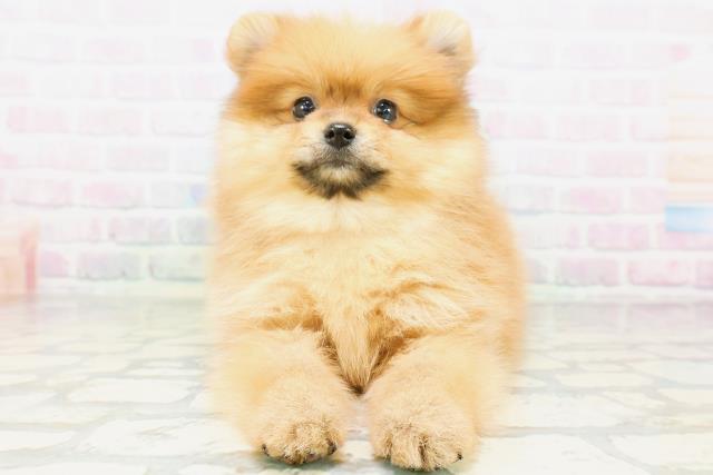 神奈川県のポメラニアン (Coo&RIKU相模原店/2026年5月16日生まれ/男の子/オレンジ)の子犬の1枚目の画像