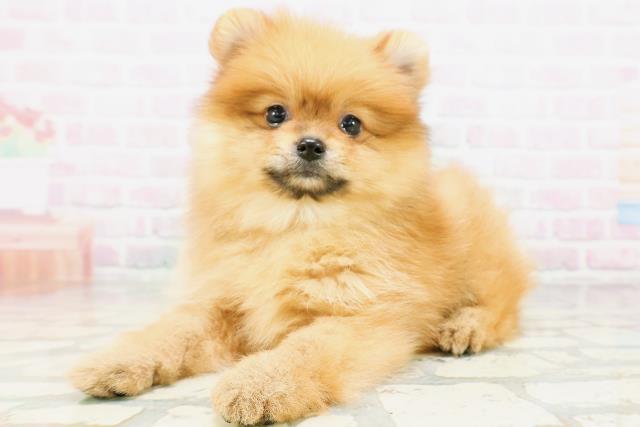 神奈川県のポメラニアン (Coo&RIKU相模原店/2026年5月16日生まれ/男の子/オレンジ)の子犬の2枚目の画像