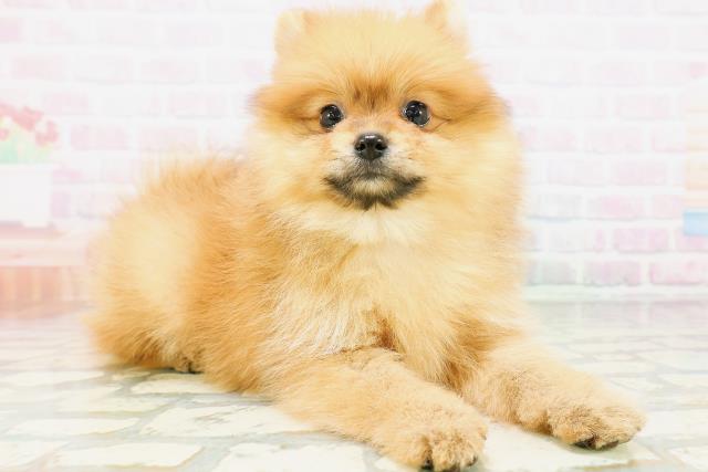 神奈川県のポメラニアン (Coo&RIKU相模原店/2026年5月16日生まれ/男の子/オレンジ)の子犬の3枚目の画像