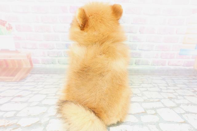 神奈川県のポメラニアン (Coo&RIKU相模原店/2026年5月16日生まれ/男の子/オレンジ)の子犬の4枚目の画像