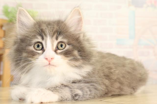 愛知県のノルウェージャンフォレストキャット (Coo&RIKU半田店/2026年5月22日生まれ/男の子/ブルータビーホワイト)の子猫の3枚目の画像