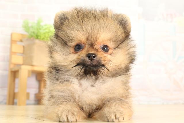 愛知県のポメラニアン (Coo&RIKU半田店/2026年5月24日生まれ/女の子/オレンジセーブル)の子犬の1枚目の画像