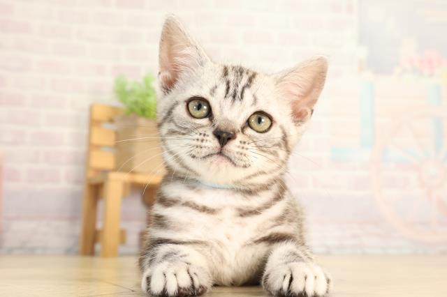 アメリカンショートヘアーの子猫一覧｜ペットショップCoo＆RIKU