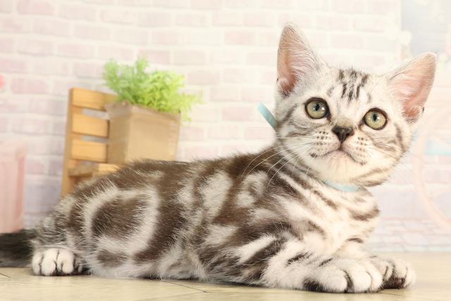 愛知県のアメリカンショートヘアー (Coo&RIKU瀬港線守山店/2026年5月18日生まれ/男の子/ブルーシルバータビー)の子猫の2枚目の画像