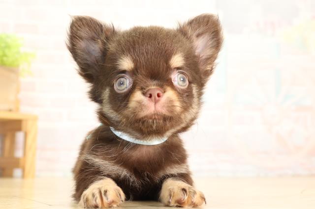 愛知県のチワワ(ロング) (Coo&RIKU豊橋店/2026年5月22日生まれ/男の子/チョコレートタン)の子犬の1枚目の画像