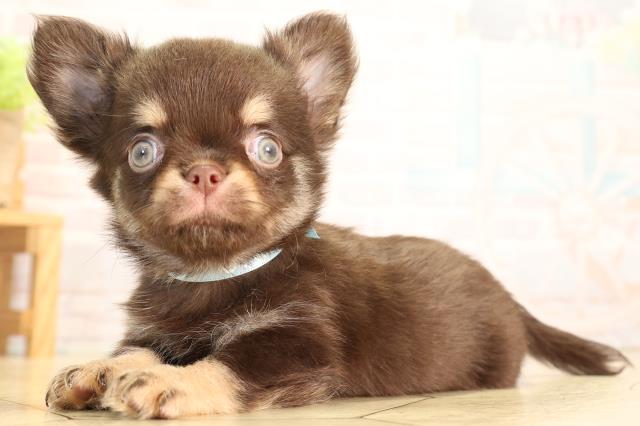愛知県のチワワ(ロング) (Coo&RIKU豊橋店/2026年5月22日生まれ/男の子/チョコレートタン)の子犬の3枚目の画像