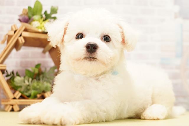 ビション・フリーゼの子犬一覧｜ペットショップCoo＆RIKU