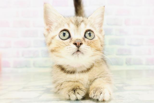 東京都のマンチカン (Coo&RIKU大久保店/2026年5月11日生まれ/女の子/ブラウンパッチドタビー)の子猫の1枚目の画像