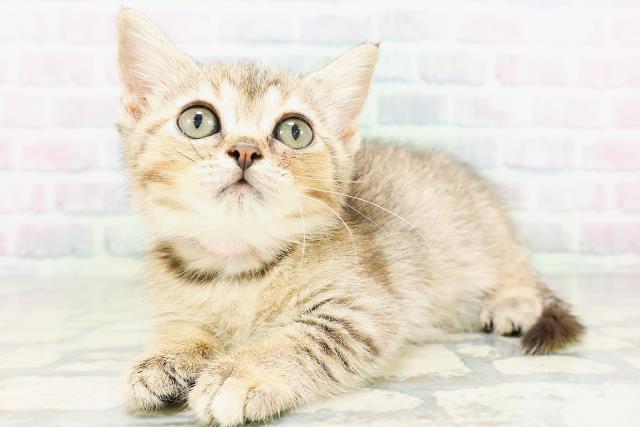 東京都のマンチカン (Coo&RIKU大久保店/2026年5月11日生まれ/女の子/ブラウンパッチドタビー)の子猫の2枚目の画像