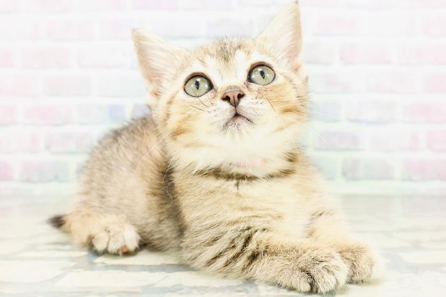 東京都のマンチカン (Coo&RIKU大久保店/2026年5月11日生まれ/女の子/ブラウンパッチドタビー)の子猫の3枚目の画像
