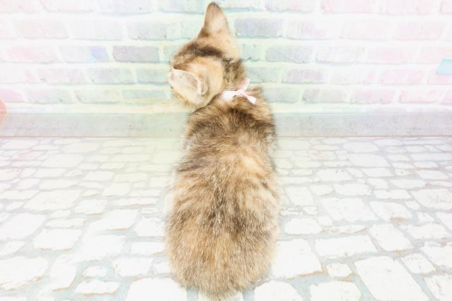 東京都のマンチカン (Coo&RIKU大久保店/2026年5月11日生まれ/女の子/ブラウンパッチドタビー)の子猫の4枚目の画像