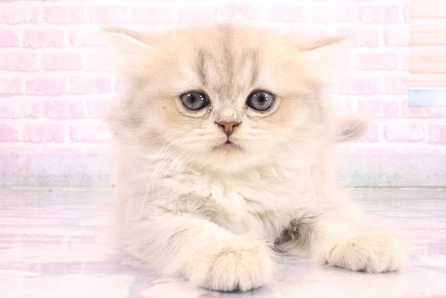 大阪府のミヌエット (Coo&RIKU梅田店/2026年5月22日生まれ/女の子/ブルーシルバータビー)の子猫の1枚目の画像