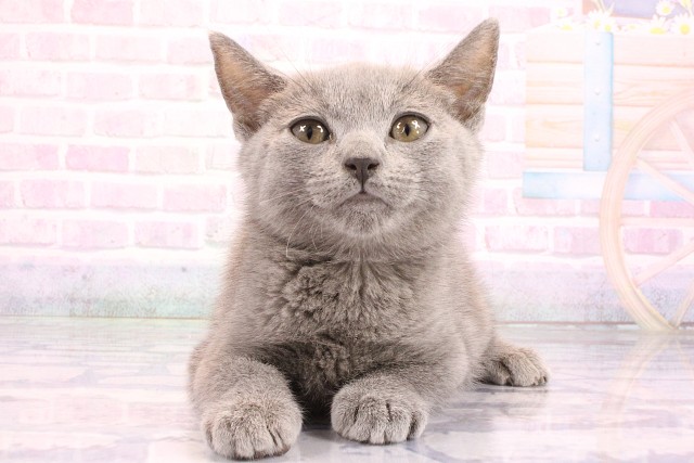 京都府のシャルトリュー (Coo&RIKU京都河原町店/2026年5月1日生まれ/男の子/ブルー)の子猫の1枚目の画像