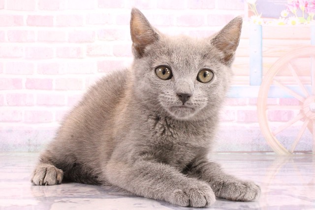 京都府のシャルトリュー (Coo&RIKU京都河原町店/2026年5月1日生まれ/男の子/ブルー)の子猫の2枚目の画像
