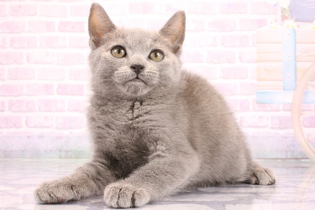 京都府のシャルトリュー (Coo&RIKU京都河原町店/2026年5月1日生まれ/男の子/ブルー)の子猫の3枚目の画像