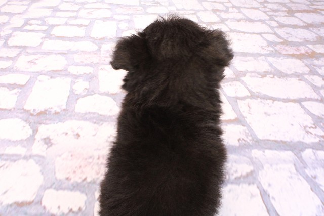 滋賀県のポメプー(ポメラニアン×プードル) (Coo&RIKU長浜店/2026年5月22日生まれ/男の子/ブラックタン)の子犬の4枚目の画像