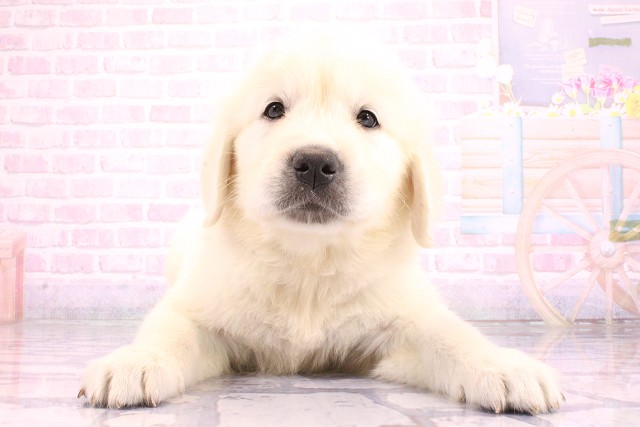 滋賀県のゴールデンレトリバー (Coo&RIKU長浜店/2026年5月23日生まれ/男の子/クリーム)の子犬の1枚目の画像