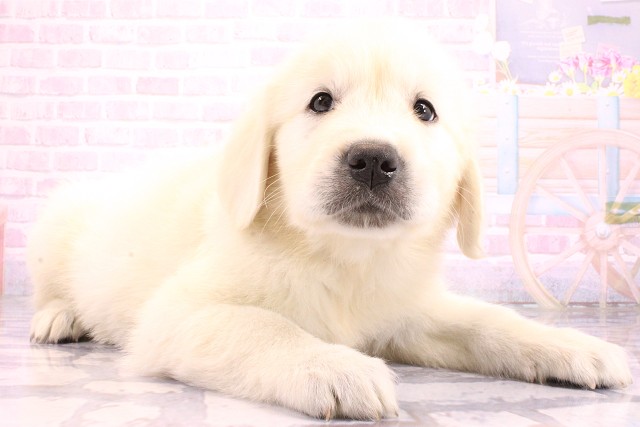 滋賀県のゴールデンレトリバー (Coo&RIKU長浜店/2026年5月23日生まれ/男の子/クリーム)の子犬の2枚目の画像