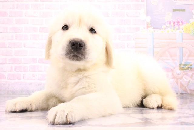滋賀県のゴールデンレトリバー (Coo&RIKU長浜店/2026年5月23日生まれ/男の子/クリーム)の子犬の3枚目の画像