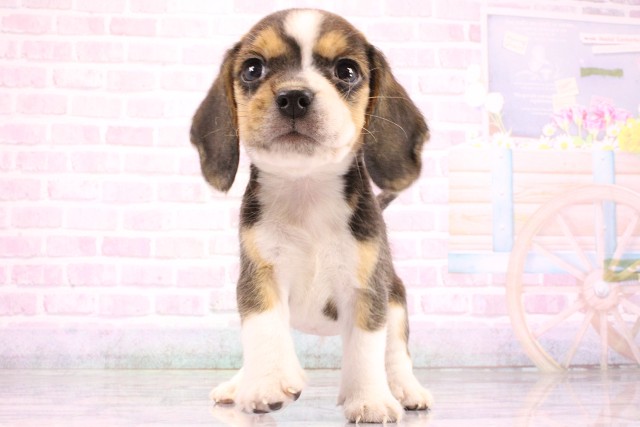 兵庫県のビーグル (Coo&RIKU尼崎店/2026年5月24日生まれ/女の子/ブラックタンホワイト)の子犬