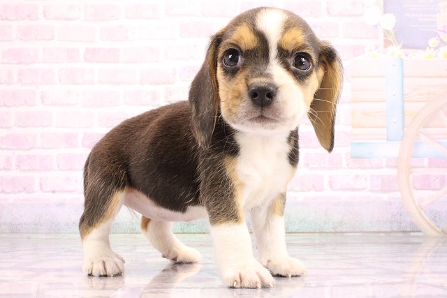 兵庫県のビーグル (Coo&RIKU尼崎店/2026年5月24日生まれ/女の子/ブラックタンホワイト)の子犬の2枚目の画像
