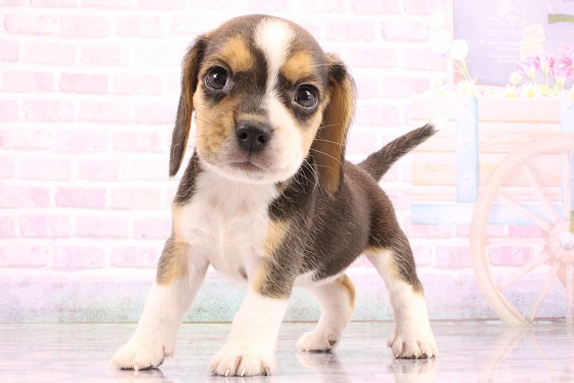 兵庫県のビーグル (Coo&RIKU尼崎店/2026年5月24日生まれ/女の子/ブラックタンホワイト)の子犬の3枚目の画像