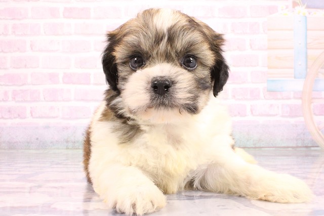 奈良県のハーフ犬・ミックス犬 (Coo&RIKU奈良新庄店/2026年5月24日生まれ/男の子/レッドホワイト)の子犬の1枚目の画像