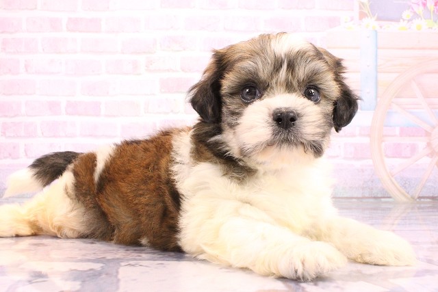 奈良県のハーフ犬・ミックス犬 (Coo&RIKU奈良新庄店/2026年5月24日生まれ/男の子/レッドホワイト)の子犬の2枚目の画像