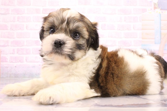 奈良県のハーフ犬・ミックス犬 (Coo&RIKU奈良新庄店/2026年5月24日生まれ/男の子/レッドホワイト)の子犬の3枚目の画像
