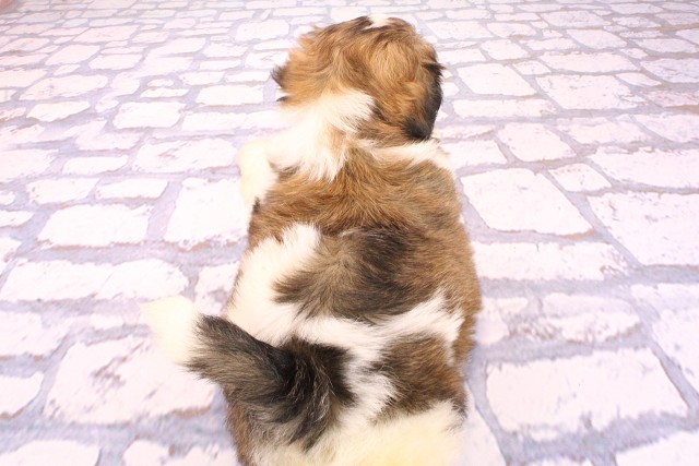 奈良県のハーフ犬・ミックス犬 (Coo&RIKU奈良新庄店/2026年5月24日生まれ/男の子/レッドホワイト)の子犬の4枚目の画像