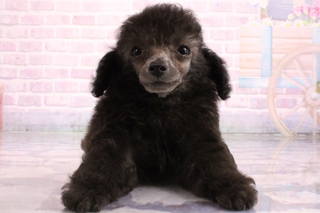 兵庫県のトイプードル(トイ) (Coo&RIKU尼崎店/2026年5月24日生まれ/女の子/シルバー)の子犬