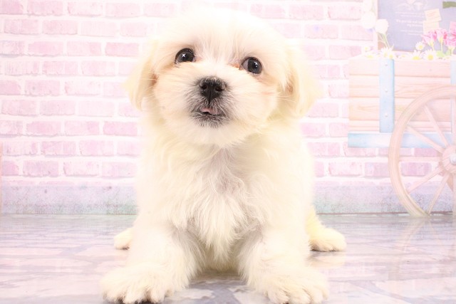 京都府のマルチーズ (Coo&RIKU京都店/2026年5月22日生まれ/男の子/ホワイト)の子犬の1枚目の画像