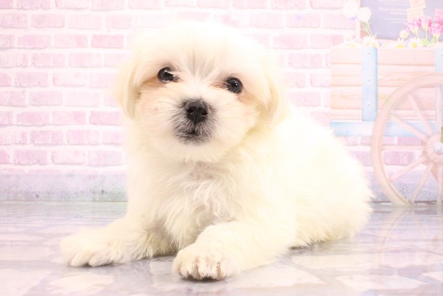 京都府のマルチーズ (Coo&RIKU京都店/2026年5月22日生まれ/男の子/ホワイト)の子犬の3枚目の画像