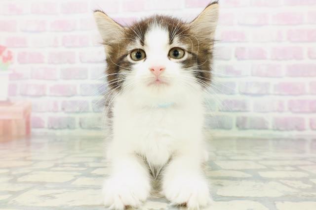 ノルウェージャン・フォレストキャット