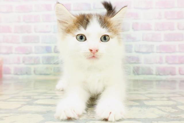 ノルウェージャン・フォレストキャット