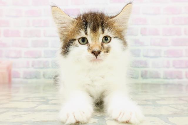 ノルウェージャン・フォレストキャット