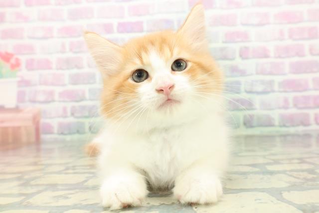 ノルウェージャン・フォレストキャット