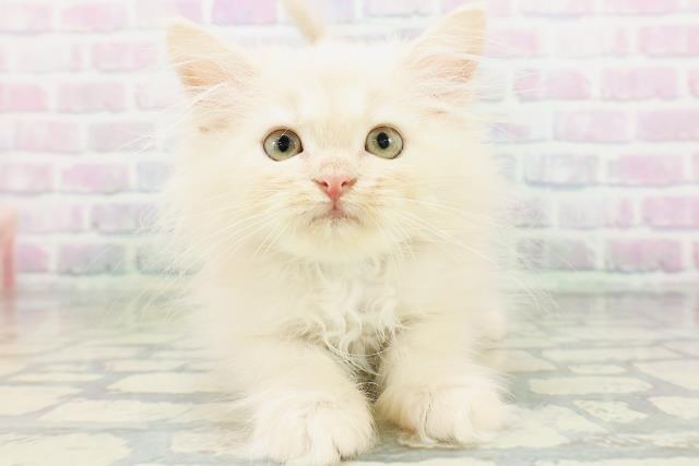 ラガマフィンの子猫一覧｜ペットショップCoo＆RIKU