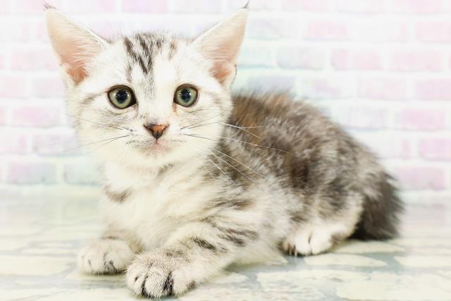 アメリカンショートヘアーの子猫一覧｜ペットショップCoo＆RIKU