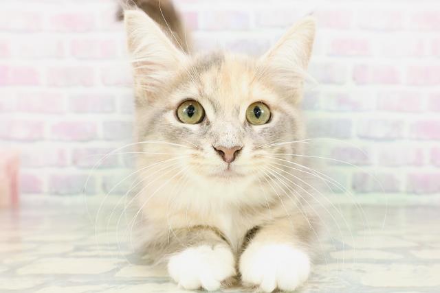 神奈川県のメインクーン (Coo&RIKU秦野店/2026年4月21日生まれ/女の子/ダイリュートキャリコ)の子猫の1枚目の画像
