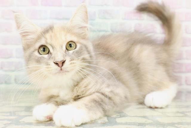 神奈川県のメインクーン (Coo&RIKU秦野店/2026年4月21日生まれ/女の子/ダイリュートキャリコ)の子猫の2枚目の画像
