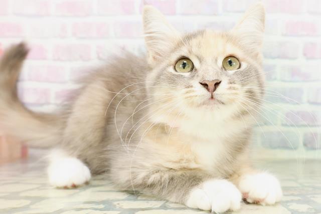 神奈川県のメインクーン (Coo&RIKU秦野店/2026年4月21日生まれ/女の子/ダイリュートキャリコ)の子猫の3枚目の画像