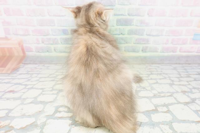 神奈川県のメインクーン (Coo&RIKU秦野店/2026年4月21日生まれ/女の子/ダイリュートキャリコ)の子猫の4枚目の画像