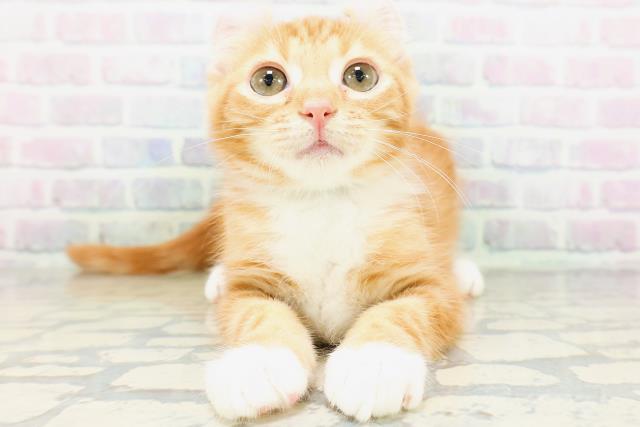 神奈川県のアメリカンカール (Coo&RIKU平塚店/2026年4月15日生まれ/男の子/レッドタビーホワイト)の子猫の1枚目の画像
